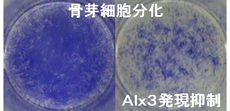 松本 貴志