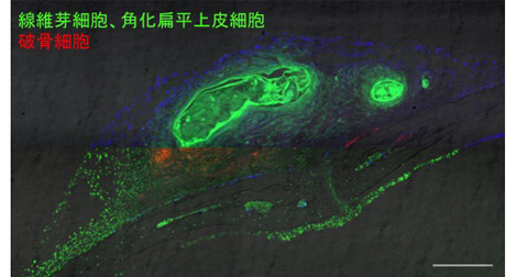 岩本 依子