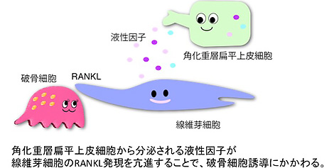 岩本 依子