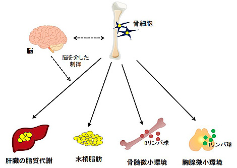 佐藤 真理
