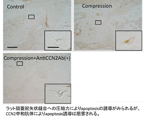 山本 照子
