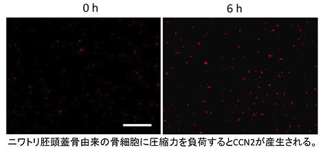 山本 照子
