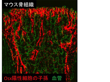 溝口 利英