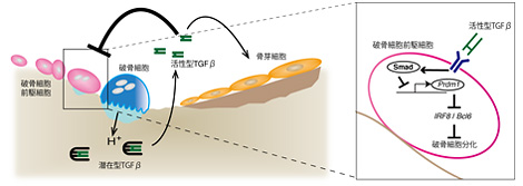 森田 麻友