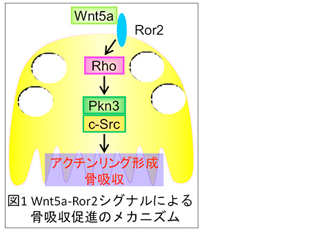 上原 俊介