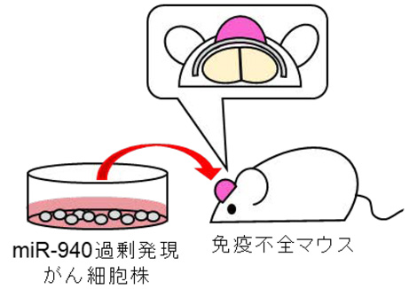 橋本 恭子