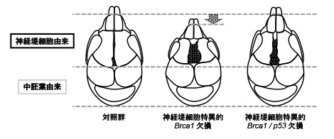 北見 公平