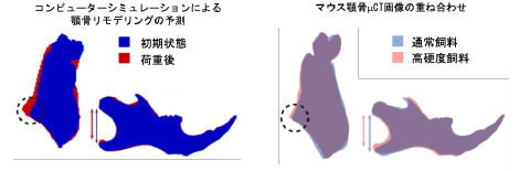 井上 維