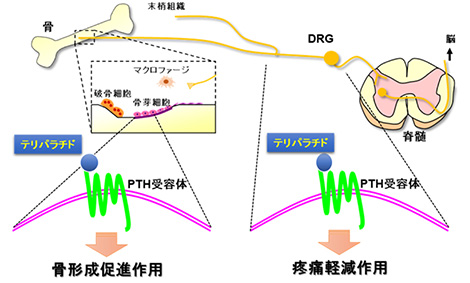 田中 智哉