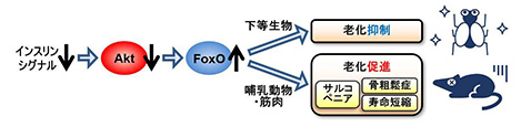 笹子 敬洋