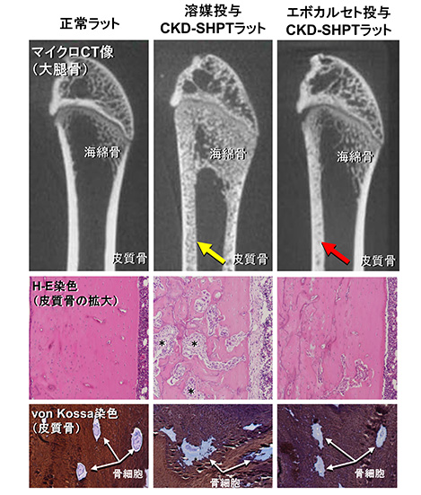 長谷川 智香