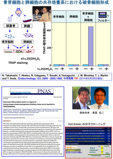 図11、図12