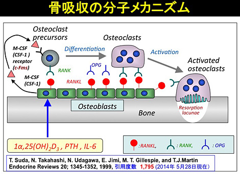 解明された破骨細胞形成と機能発現の分子メカニズム