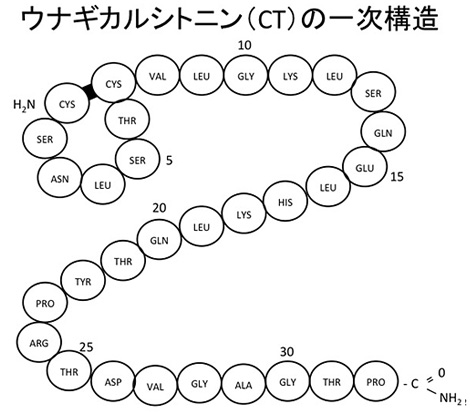 ウナギカルシトニンの一次構造