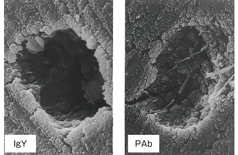 The Chemical Dynamics of Bone Mineral