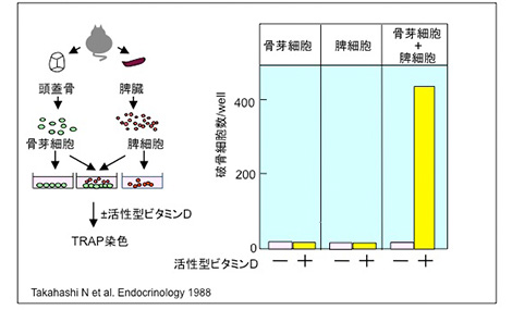 私の破骨細胞研究