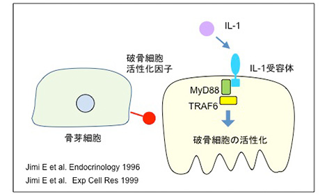 私の破骨細胞研究