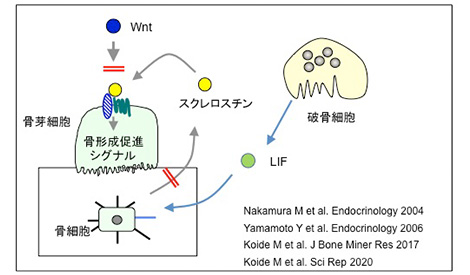 私の破骨細胞研究