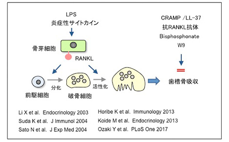 私の破骨細胞研究
