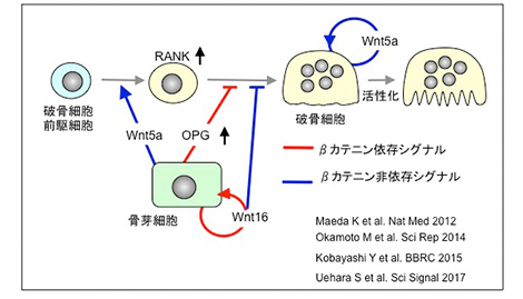私の破骨細胞研究