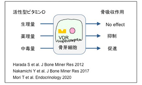 私の破骨細胞研究