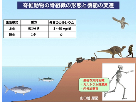 骨代謝研究と人々との出会い
