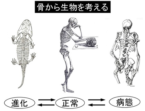 骨代謝研究と人々との出会い