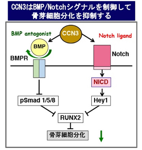 骨代謝研究と人々との出会い
