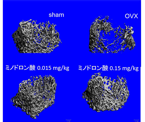 骨構造の美しさに魅せられて続けた研究、そして研究を支えてくれたいくつもの幸運
