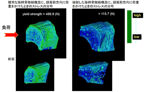 骨構造の美しさに魅せられて続けた研究、そして研究を支えてくれたいくつもの幸運