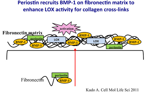 The Chemical Dynamics of Bone Mineral