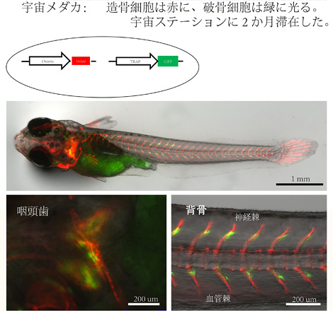 The Chemical Dynamics of Bone Mineral