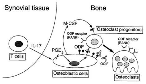 The Chemical Dynamics of Bone Mineral
