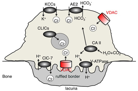 The Chemical Dynamics of Bone Mineral