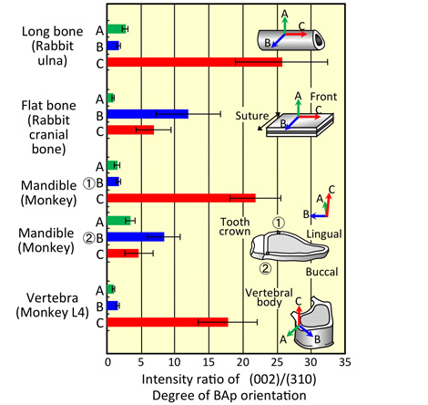 The Chemical Dynamics of Bone Mineral