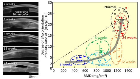 The Chemical Dynamics of Bone Mineral