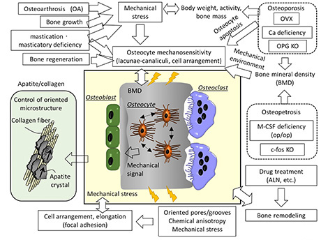 The Chemical Dynamics of Bone Mineral